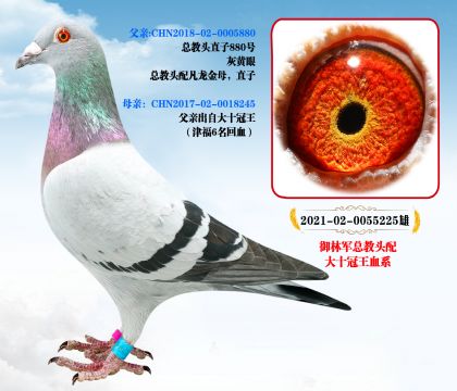 ܊^ ʮѪϵ