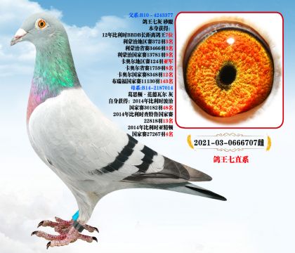 ˹Dߠ
