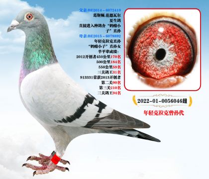 Ҽ̖ pO