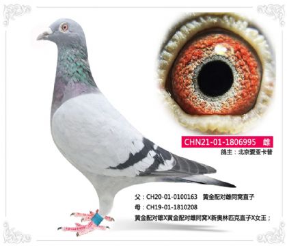 (i)	---S䌦(du)995   	