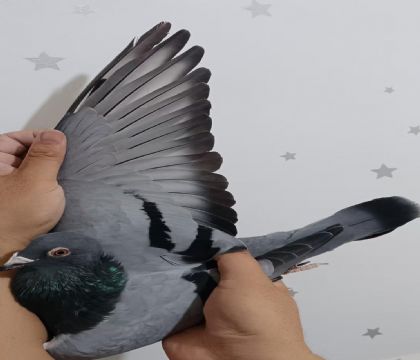 20