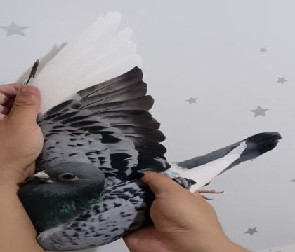 21