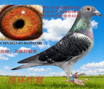 pP(gun)14 Hտƻԭh(hun)