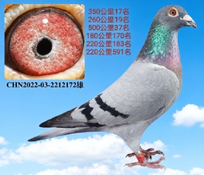 35017