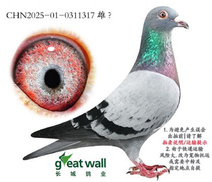 16.r(sh)911ѪO.0311317