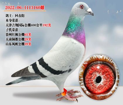 天津吉翔賽鴿公棚400公里192名 子代超強(qiáng)發(fā)揮多羽