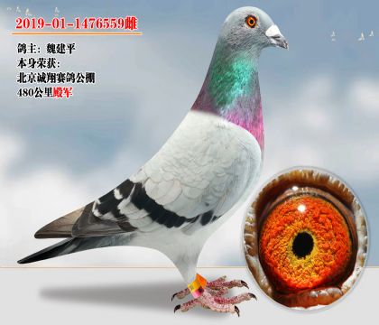 超級(jí)金雌 480公里殿軍 子代超強(qiáng)發(fā)揮數(shù)羽
