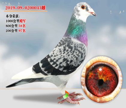 強(qiáng)烈推薦:千公里殿軍 神奇小鳥 長(zhǎng)短齊飛 不死必歸系