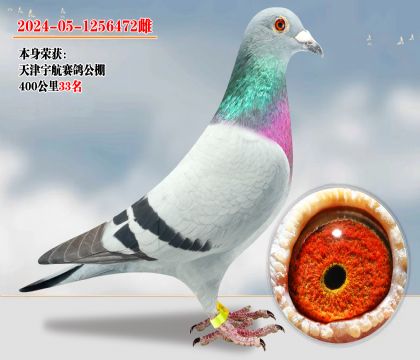 天津宇航賽鴿公棚400公里33名 子代發(fā)揮多羽