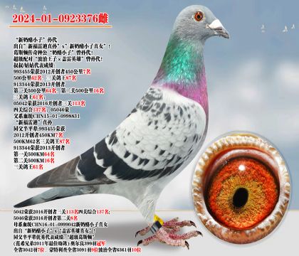 “新富雷迪”直孫×新奶酪小子直女