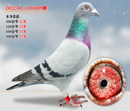 強(qiáng)烈推薦: 超級(jí)金雌 長(zhǎng)短齊飛 關(guān)關(guān)高位