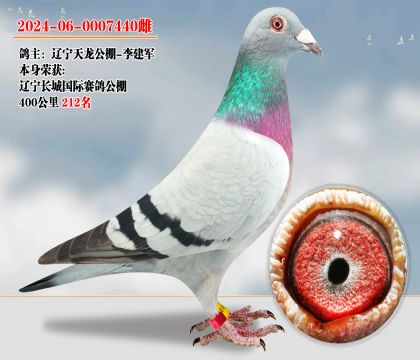 遼寧長(zhǎng)城國(guó)際賽鴿公棚400公里212名