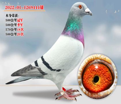 500公里冠軍 神奇小鳥 關(guān)關(guān)高位 關(guān)關(guān)飛