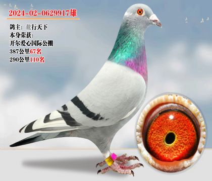 開爾愛心公棚387公里 87名子 代發(fā)揮數(shù)羽
