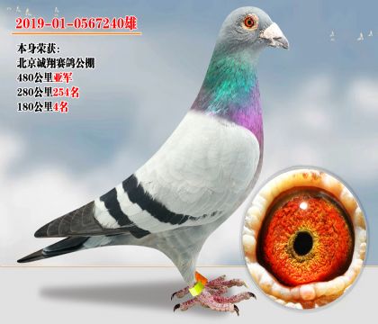 超級(jí)種雄 480公里亞軍 子代發(fā)揮多羽
