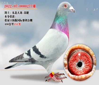 海源國(guó)際賽鴿公棚 400公里151名