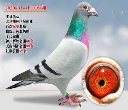 北京翰林國(guó)際鴿業(yè)百次冠軍血系 純血奶酪 子代超強(qiáng)發(fā)揮數(shù)羽