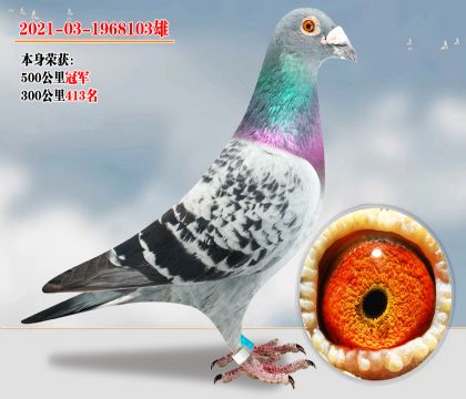 超級(jí)種雄 關(guān)關(guān)高位 500公里冠軍 不死必歸系