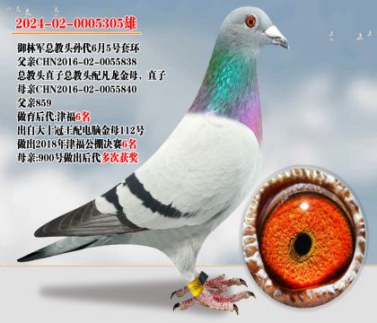 御林軍總教頭孫代6月5號(hào)套環(huán)