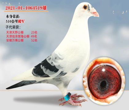 強(qiáng)烈推薦 :510公里 4名 子代發(fā)揮多羽