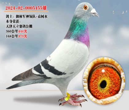 天津天立公棚 鴿主:御林軍神領(lǐng)隊(duì) 360公里444名