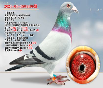 老速霸龍直孫ד楊”直女