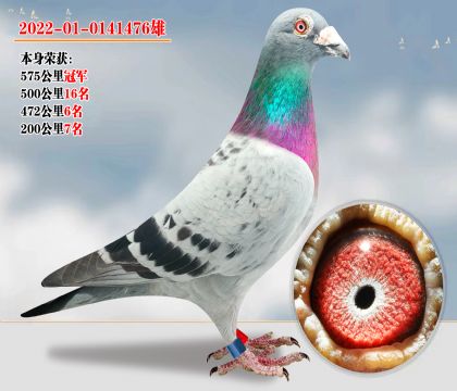 強(qiáng)烈推薦:超級(jí)種雄 關(guān)關(guān)高位 關(guān)關(guān)飛575公里冠軍