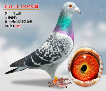 遼寧長(zhǎng)城國(guó)際賽鴿公棚400公里80名