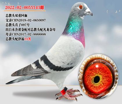 總教頭直子097號(hào)×總教頭配津福14名