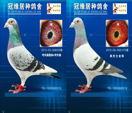 游ĸ