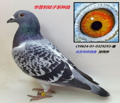CHN24-01-0329293