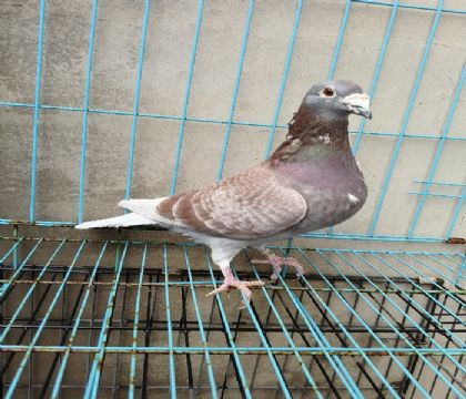 ӱڹ550301