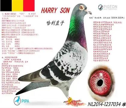 ֱ
