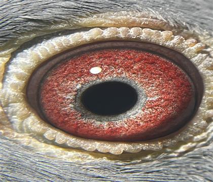 ۾