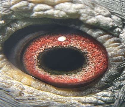 ۾