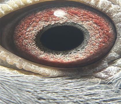 ۾