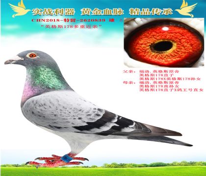 Ӣ˹178ؽH