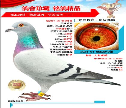 XS䌦