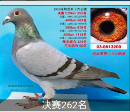 ݐہِ520Qِ262   	