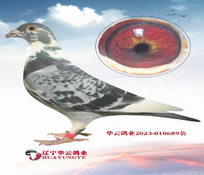 Ӣ˹N S䌦(du)ֱXƥZܡĸ