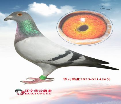 Ӣ˹Ĳ۵ѪϵXǧf(j)S䌦(du)