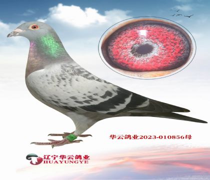 W(j)_ֱӡOXСϿֱOŮ