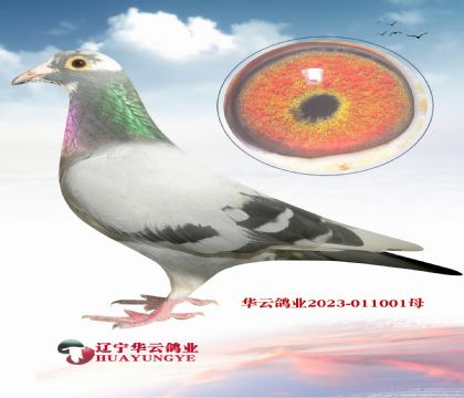 Ӣ˹N S䌦(du)ֱXƥZܡĸ