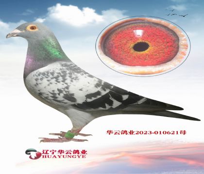 2011ϵ(gu)ֱŮ