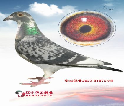 wꡱHֱOXwֱOŮ