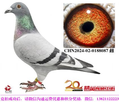Ӣ˹178HOŮ
