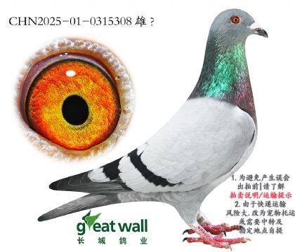 11.r911Ѫ.0315308