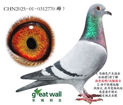 13.IQ+Ӵ.0312770