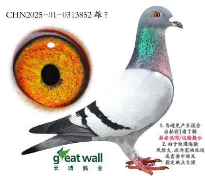18.ϽѪO.0313852