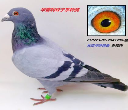 CHN23-01-2049780--S-